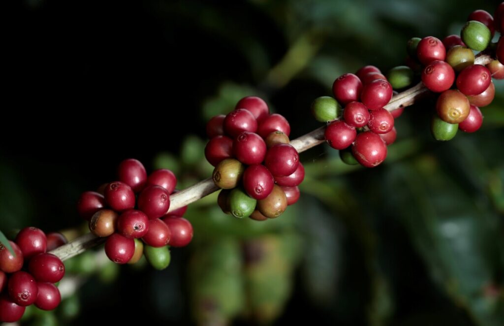 Ramo de pé de café