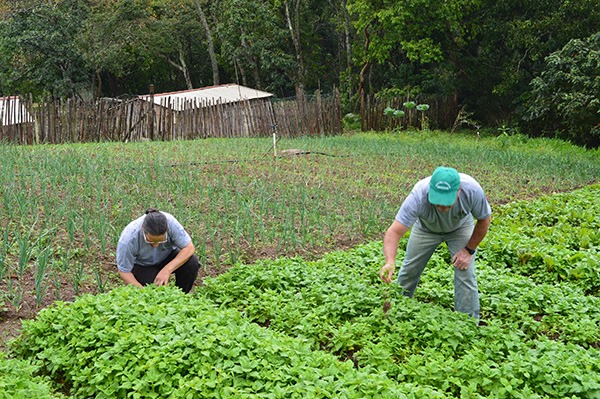 Cultura orgânica na região Serrana fluminense / Foto: Camille Perissé (Agência IBGE Notícias)